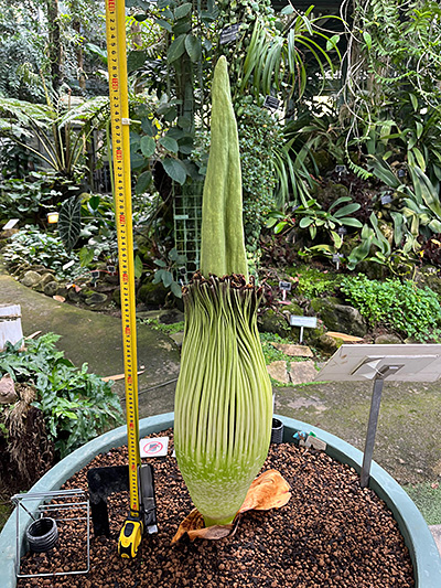 付属体も色が少し薄くなってきたショクダイオオコンニャク