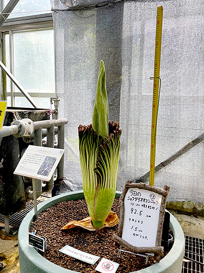 今日開花のショクダイオオコンニャク