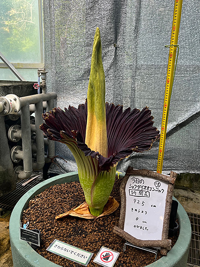 まだきれいに仏炎苞が開いているショクダイオオコンニャク