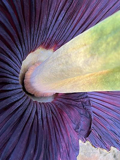 小さいため、上から中をのぞきこめるショクダイオオコンニャク