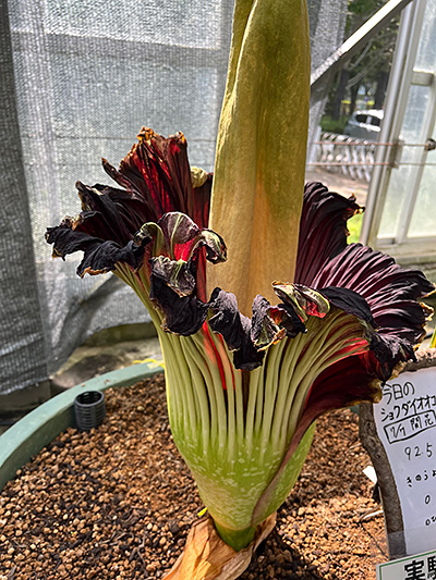 仏炎苞の縁が茶色くチリチリになってきているショクダイオオコンニャク