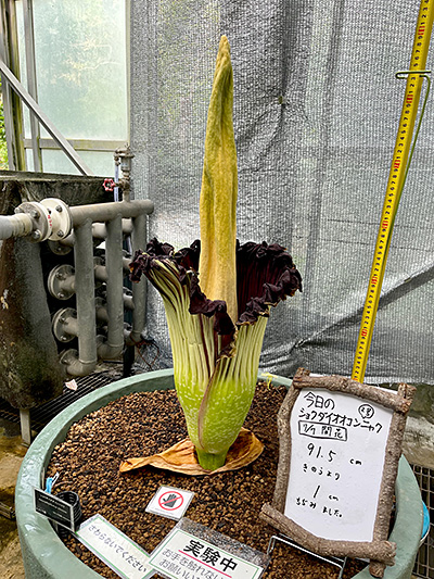 仏炎苞はまた少し閉じてきているショクダイオオコンニャク