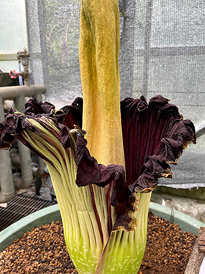 縁はさらにシワシワなショクダイオオコンニャク