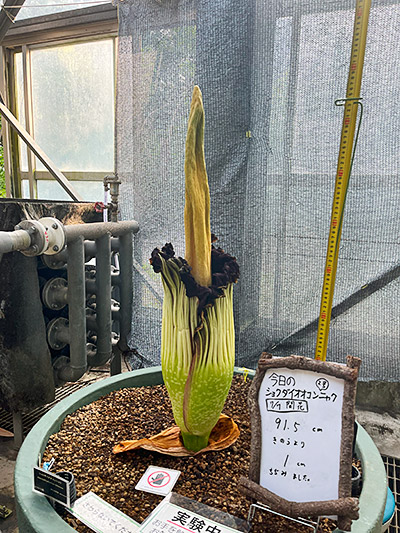 仏炎苞が閉じてしまったショクダイオオコンニャク