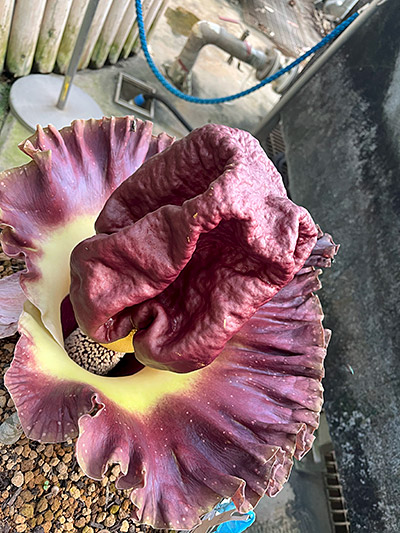 咲き始めたゾウコンニャク