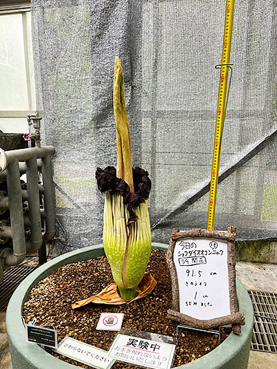 付属体が細くなって倒れそうなショクダイオオコンニャク