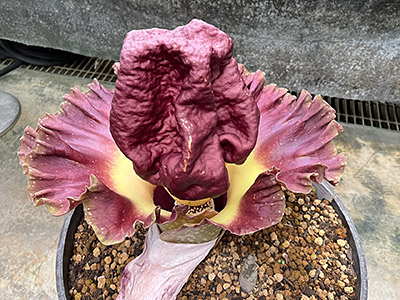 あまり臭わなくなったゾウコンニャク