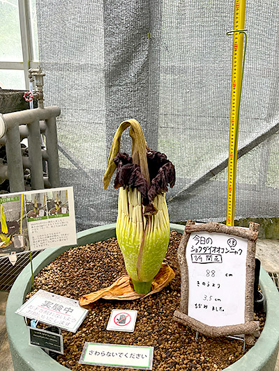 付属体が細くなって倒れそうなショクダイオオコンニャク