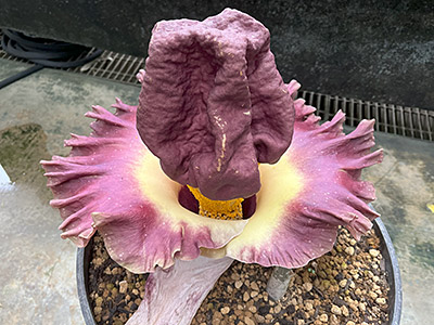 あまり臭わなくなったゾウコンニャク