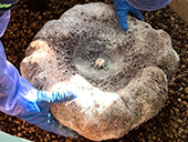 ショクダイオオコンニャク2025