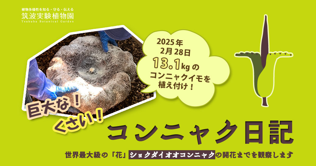 5度目の挑戦、大きくなあれ！！巨大な！くさい！コンニャク日記　世界最大級の「花」ショクダイオオコンニャクの開花までを観察します。2019年11月6日67kgのコンニャクイモを植え付け！