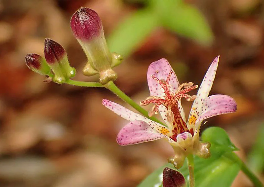 今週の開花リスト